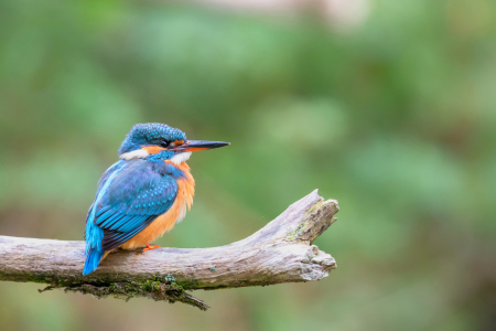 Bild-Nr: 12909650 Eisvogel Erstellt von: DirkR