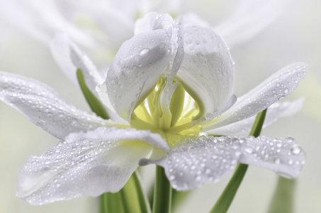 Bild-Nr: 12909918 Tulpe mit Wassertropfen Erstellt von: Atteloi