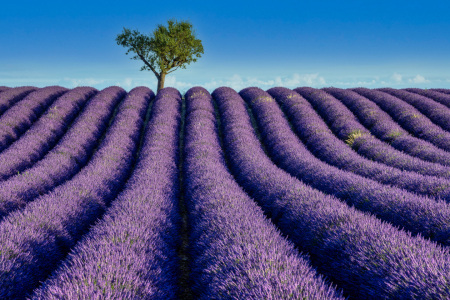 Bild-Nr: 12910050 Lavendelblüte in Frankreich Erstellt von: Achim Thomae