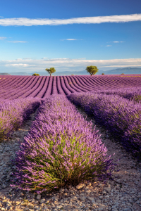 Bild-Nr: 12910052 Lavendelblüte in der Provence Erstellt von: Achim Thomae