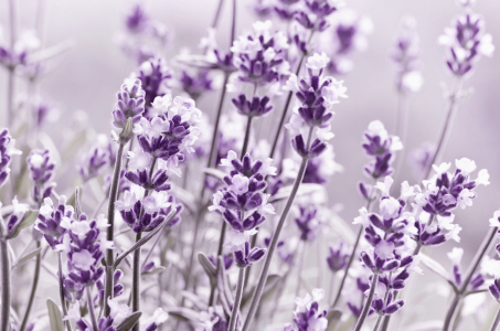 Bild-Nr: 12910325 Lavendel Erstellt von: Atteloi