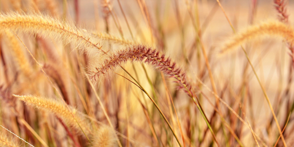 Bild-Nr: 12910362 Herbstfarben Erstellt von: Atteloi