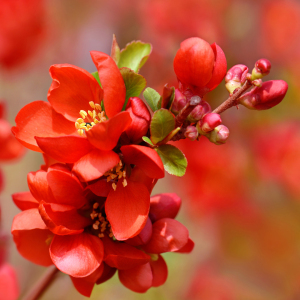 Bild-Nr: 12910627 Japanische Zierquitte Erstellt von: Atteloi