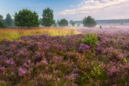 Bild-Nr: 12910697 Morgenstimmung in der Lüneburger Heide Erstellt von: Daniela Beyer