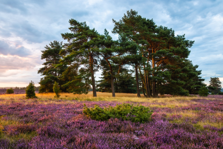 Bild-Nr: 12910704 Augustmorgen in der Lüneburger Heide Erstellt von: Daniela Beyer