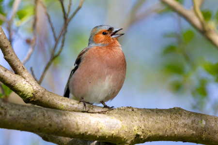 Bild-Nr: 12910944 Buchfink Erstellt von: DirkR