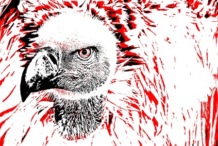 Bild-Nr: 12911226 Portrait eines Kapgeiers mixed media Erstellt von: Schwob