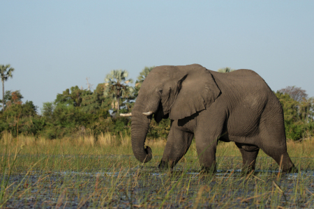 Bild-Nr: 12911231 Elefant im Okavango Delta Erstellt von: DirkR