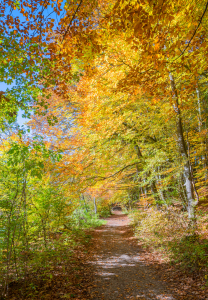 Bild-Nr: 12911242 Herbstlicher Waldweg Erstellt von: SusaZoom