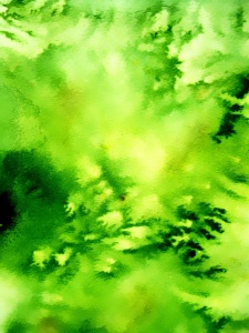 Bild-Nr: 12911368 WAldlicht Erstellt von: M.A. Ziehr