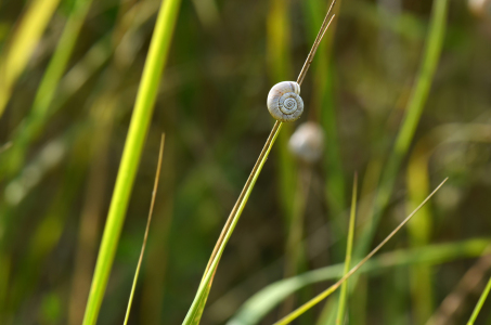 Bild-Nr: 12911997 Gräser Erstellt von: Atteloi