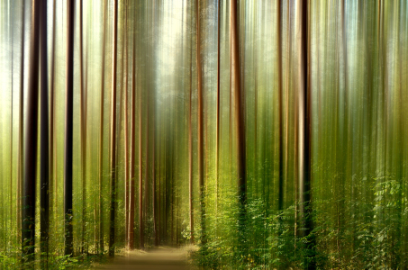 Bild-Nr: 12912006 Im Wald Erstellt von: Atteloi