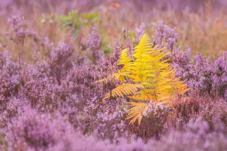 Bild-Nr: 12912146 Gelber Farn in blühender Heide II Erstellt von: Daniela Beyer