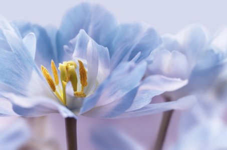 Bild-Nr: 12912167 Tulpen Erstellt von: Atteloi