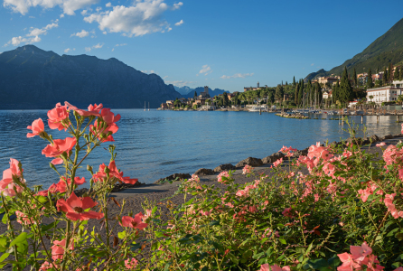 Bild-Nr: 12912211 Rosen an der Uferpromenade Gardasee in Malcesine Erstellt von: SusaZoom