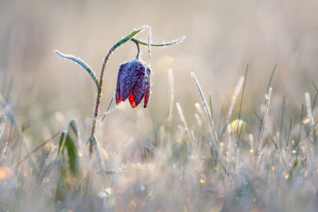 Bild-Nr: 12912335 Schachblume mit Raureif Erstellt von: Daniela Beyer