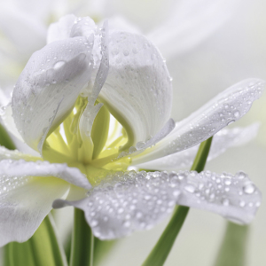 Bild-Nr: 12912338 Tulpe mit Wassertropfen Erstellt von: Atteloi