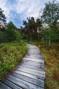 Bild-Nr: 12912341 Wege und Pfade XI Erstellt von: Daniela Beyer