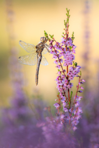 Bild-Nr: 12912434 Heidelibelle in blühender Heide Erstellt von: Daniela Beyer
