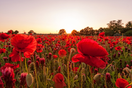 Bild-Nr: 12912684 The Colors of Summer Erstellt von: Nordbilder