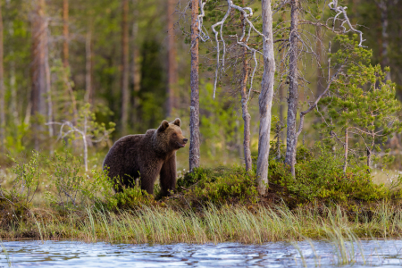 Bild-Nr: 12912851 Bärenglück - Braunbär am See in Skandinavien Erstellt von: Daniela Beyer