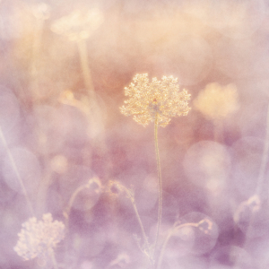 Bild-Nr: 12913046 summer morning II Erstellt von: Daniela Beyer