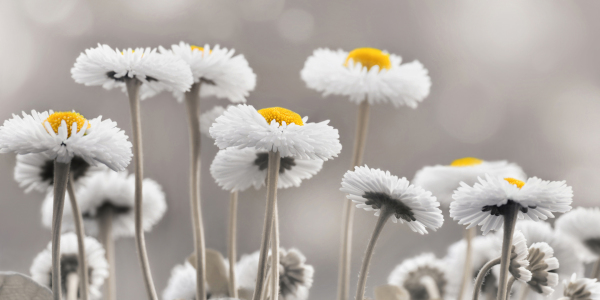 Bild-Nr: 12913048 Bellis Erstellt von: Atteloi