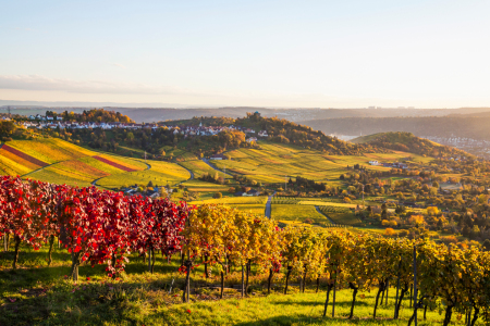 Bild-Nr: 12913183 Weinberge und Grabkapelle in Stuttgart im Herbst Erstellt von: dieterich