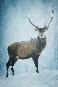 Bild-Nr: 12913411 december romance II Erstellt von: Daniela Beyer