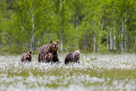 Bild-Nr: 12913414 Bärenmama mit ihrer Rasselbande Erstellt von: Daniela Beyer