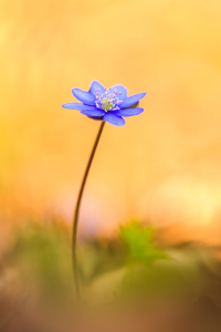 Bild-Nr: 12913709 zartes Leberblümchen  Erstellt von: Daniela Beyer