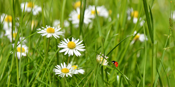 Bild-Nr: 12913809 Gänseblümchen Erstellt von: Atteloi