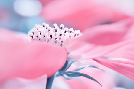 Bild-Nr: 12913960 Pink Erstellt von: Atteloi