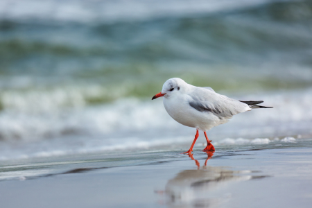 Bild-Nr: 12914032 Strandspazierung - Möwe am Ostseestrand Erstellt von: Daniela Beyer
