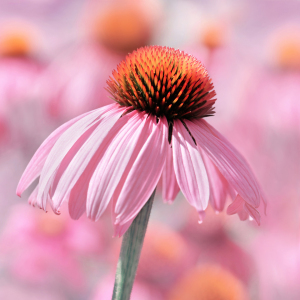 Bild-Nr: 12914054 Sonnenhut Erstellt von: Atteloi