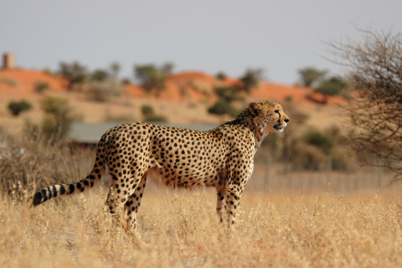Bild-Nr: 12914364 Gepard in der Kalahari Erstellt von: DirkR