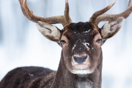Bild-Nr: 12914696 mein Wintergesicht II - Damhirsch im Porträt Erstellt von: Daniela Beyer