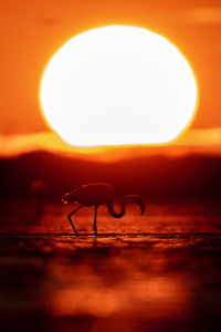 Bild-Nr: 12914980 Flamingo im Sonnenuntergang Erstellt von: DirkR