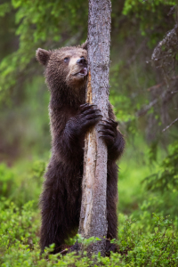 Bild-Nr: 12915002 lustiges Bärenkind Erstellt von: Daniela Beyer