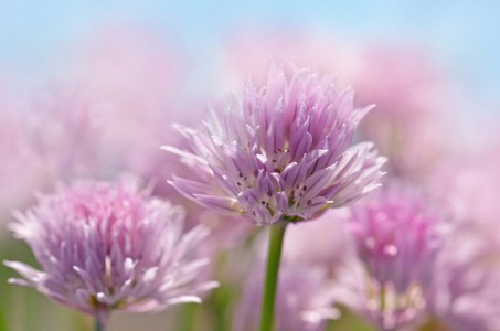 Bild-Nr: 12915367 Schnittlauchblüten Erstellt von: Atteloi