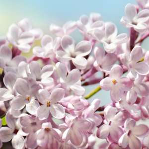 Bild-Nr: 12915368 Flieder Erstellt von: Atteloi