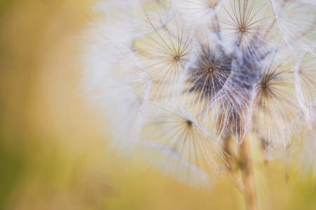 Bild-Nr: 12915412 Sommer in der Wiese - Wiesen-Bocksbart Erstellt von: Daniela Beyer