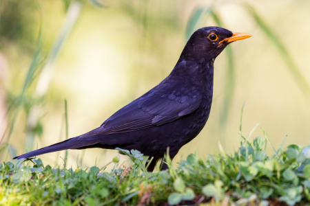 Bild-Nr: 12916080 Amsel Erstellt von: DirkR
