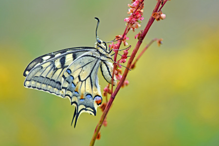 Bild-Nr: 12916348 Schwalbenschwanz Erstellt von: GUGIGEI