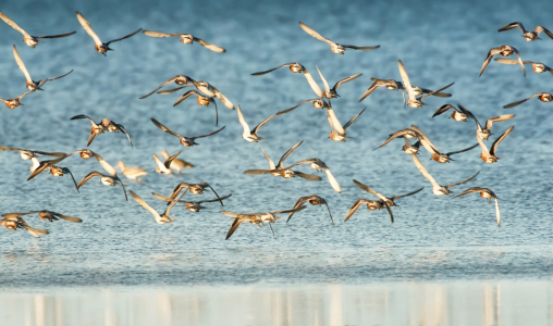 Bild-Nr: 12916451 Abflug von Sylt Erstellt von: Nordbilder