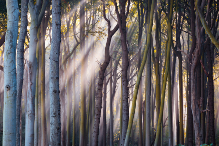 Bild-Nr: 12916912 Bäume im Licht - Gespensterwald Nienhagen Erstellt von: Martin Martin Wasilewski