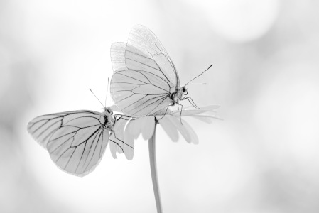 Bild-Nr: 12917197 Zarte Schönheiten Erstellt von: GUGIGEI