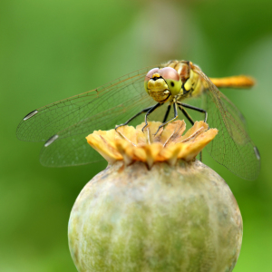 Bild-Nr: 12917817 Libelle Erstellt von: Atteloi