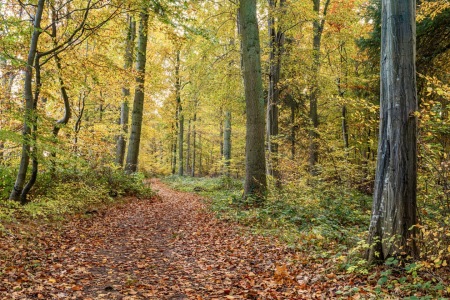 Bild-Nr: 12917821 Verschlungene Pfade  Erstellt von: Ursula Reins