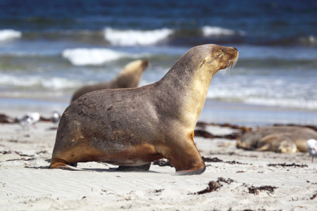 Bild-Nr: 12918196 Australischer Seelöwe Erstellt von: DirkR